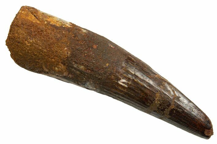 Fossil Spinosaurus Tooth - Real Dinosaur Tooth #330063